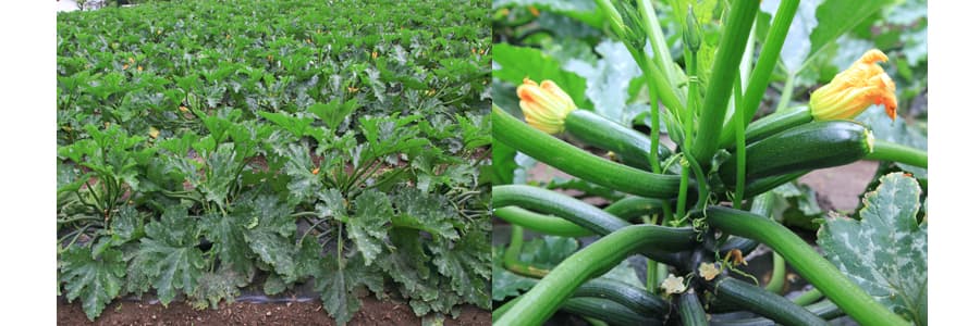 [送料無料](業務用・受注生産品)ズッキーニ：グリーンボート2号 100粒[野菜タネ]*