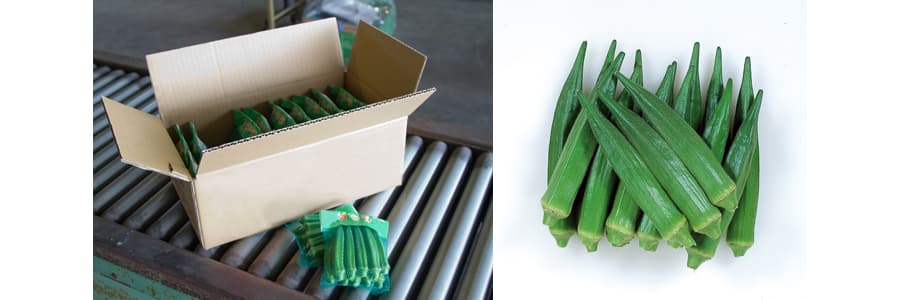 [送料無料](業務用・受注生産品)オクラ：ガリバー 20ml[野菜タネ]*
