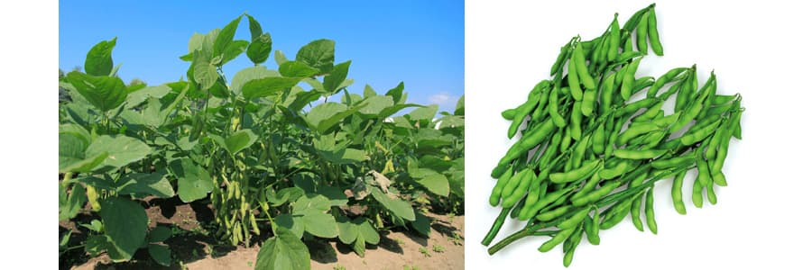 [送料無料](業務用・受注生産品)エダマメ：湯あがり娘 2000粒（R）[野菜タネ]*