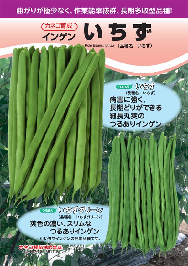 [送料無料](業務用・受注生産品)インゲン：いちず 200粒[野菜タネ]*