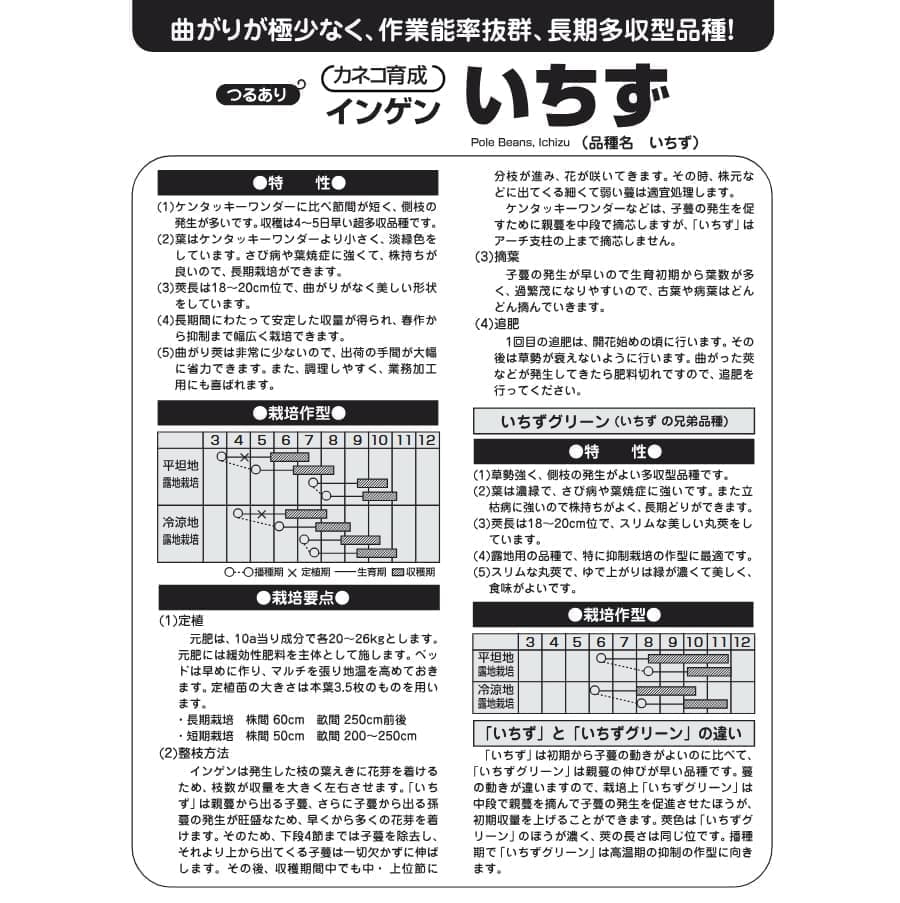 [送料無料](業務用・受注生産品)インゲン：いちず 200粒[野菜タネ]*
