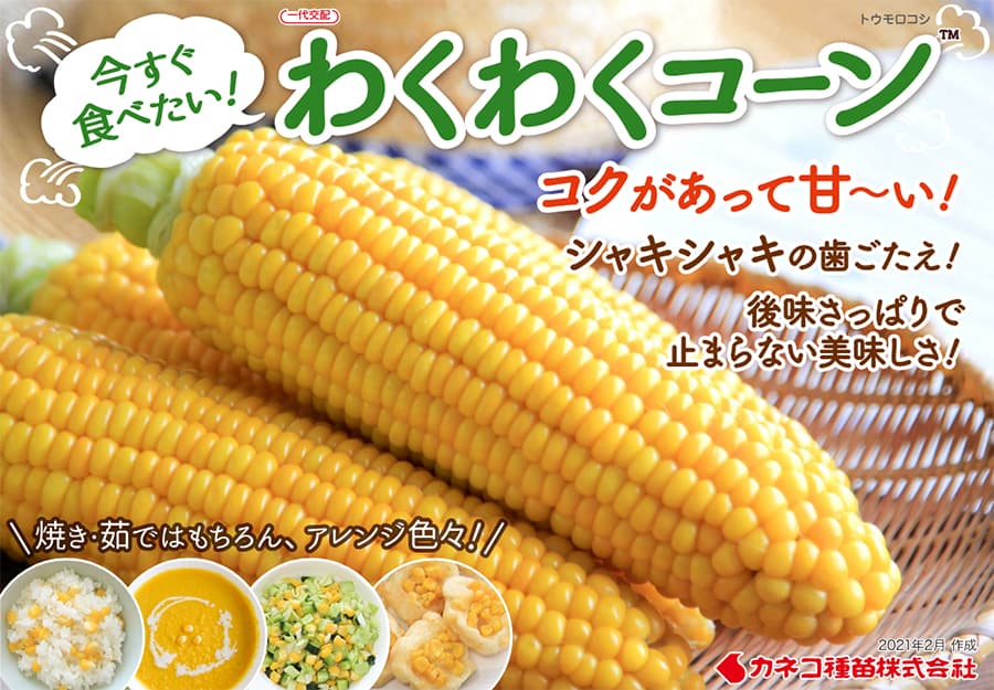 [送料無料](業務用・受注生産品)スイートコーン：わくわくコーン８２  100粒[野菜タネ]*