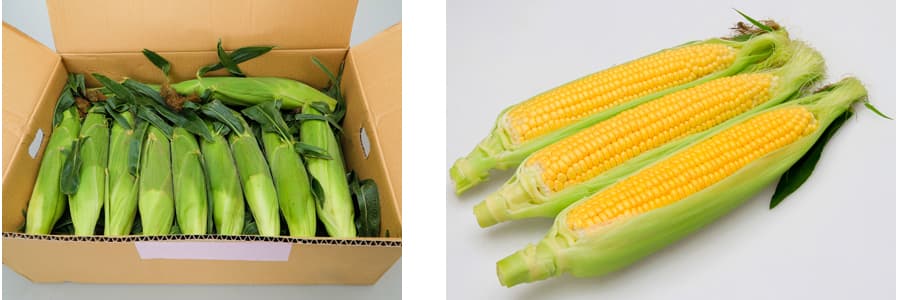 [送料無料](業務用・受注生産品)スイートコーン：わくわくコーン８８　 2000粒[野菜タネ]*