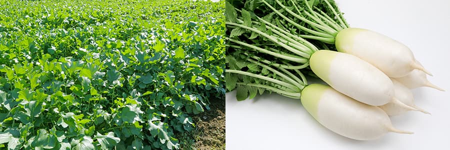 [送料無料](業務用・受注生産品)ダイコン：味短歌　ペレット5千粒[野菜タネ]*
