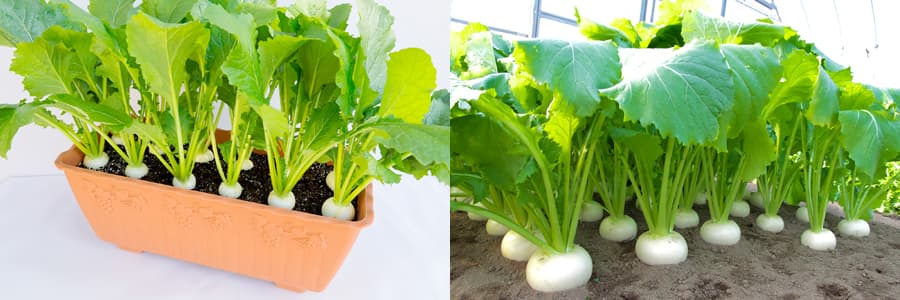[送料無料](業務用・受注生産品)カブ種：ゆきわらし　1dl[野菜タネ]*