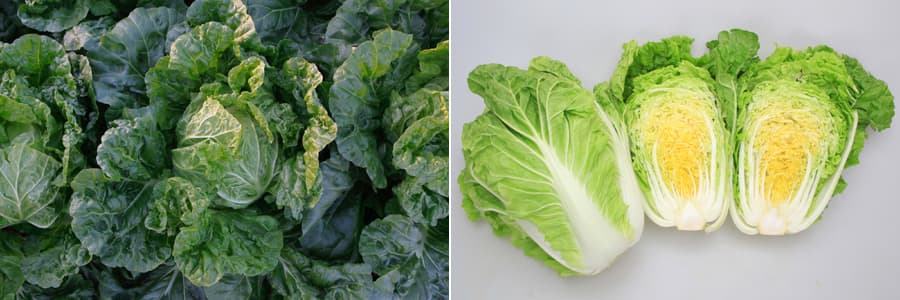 [送料無料](業務用・受注生産品)ハクサイ：極意　ペレット5千粒[野菜タネ]*（R）