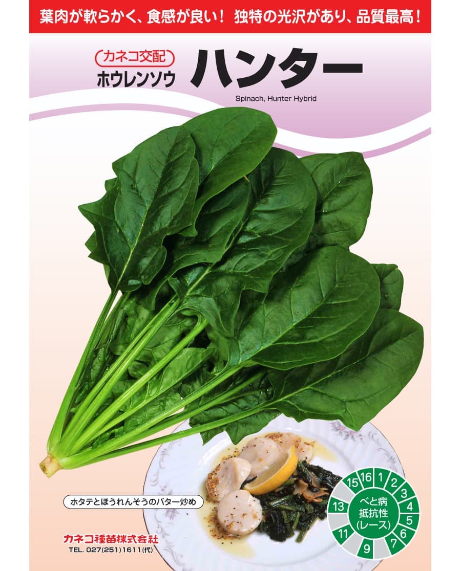 [送料無料](業務用・受注生産品)ホウレンソウ種：ハンター　プライミング処理M3万粒[野菜タネ]*