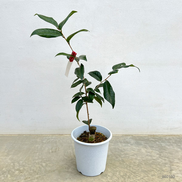 ツバキ（椿）：初黄（ショコウ）6号鉢植え