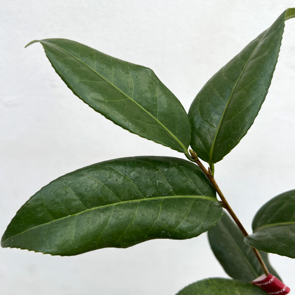 ツバキ（椿）：初黄（ショコウ）6号鉢植え