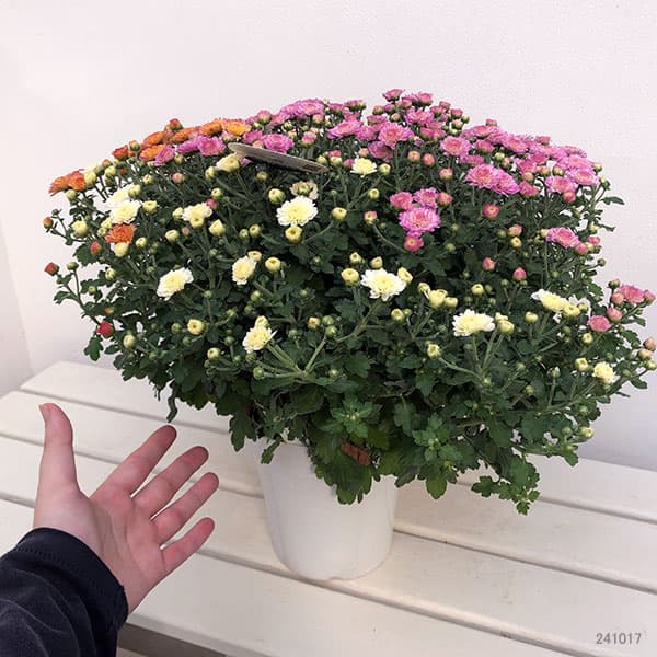 ガーデンマム:ジジ ミックス寄せ5号鉢植え