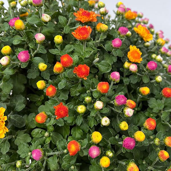 ガーデンマム:ジジ ミックス寄せ5号鉢植え