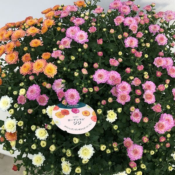 ガーデンマム:ジジ ミックス寄せ5号鉢植え