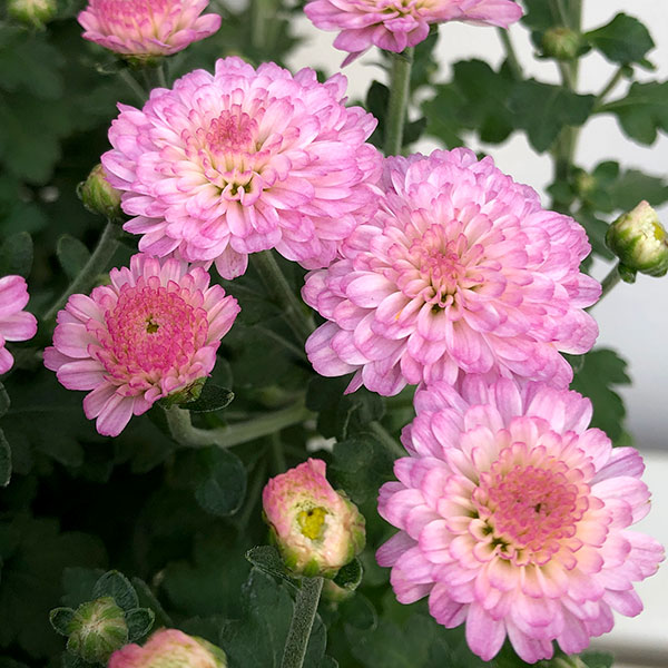 ガーデンマム:ジジ ミックス寄せ5号鉢植え