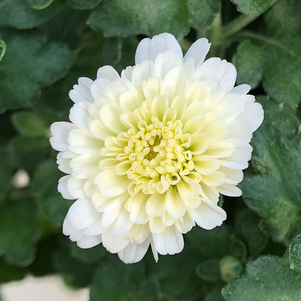 ガーデンマム:ジジ ミックス寄せ5号鉢植え