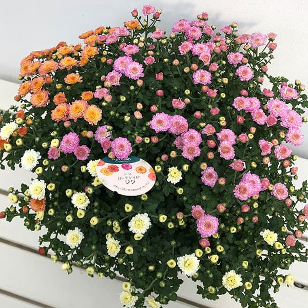 ガーデンマム:ジジ ミックス寄せ5号鉢植え