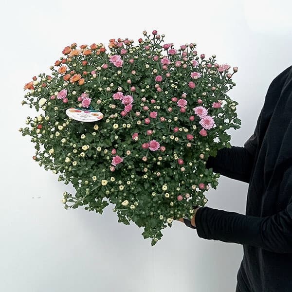 まみむし ガーデンマム：ジジ ミックス寄せ5号鉢植え の通販 | 園芸ネット