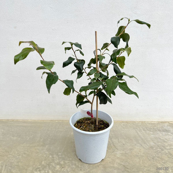 ツバキ（椿）：対馬の娘 （つしまのむすめ）6号鉢植え