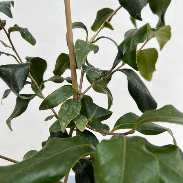 ツバキ（椿）：対馬の娘 （つしまのむすめ）6号鉢植え