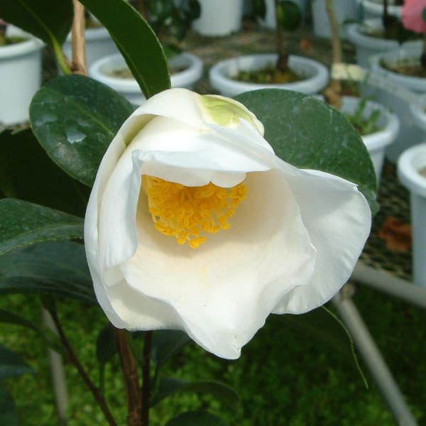 ツバキ(椿):白嶺(はくれい) 6号鉢植え