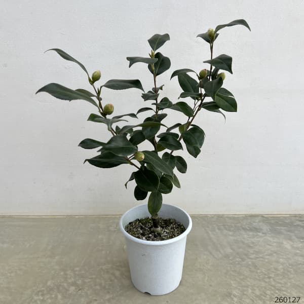 ツバキ(椿):友の浦 6号鉢植え