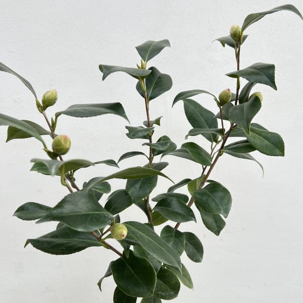 ツバキ(椿):友の浦 6号鉢植え