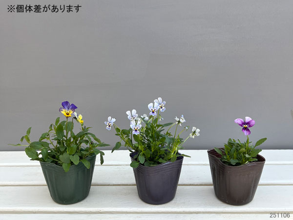 ビオラ：丸森ビオラ（アソート）3号ポット