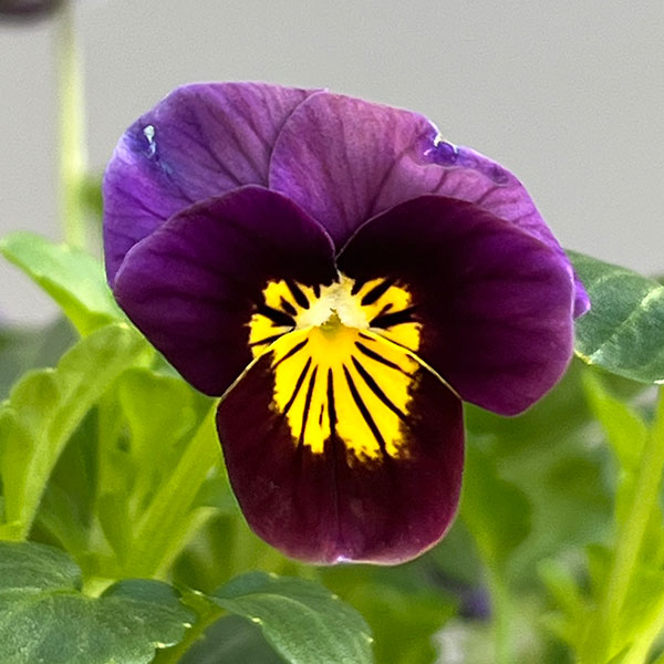 ビオラ:フロステッドチョコレート3号ポット