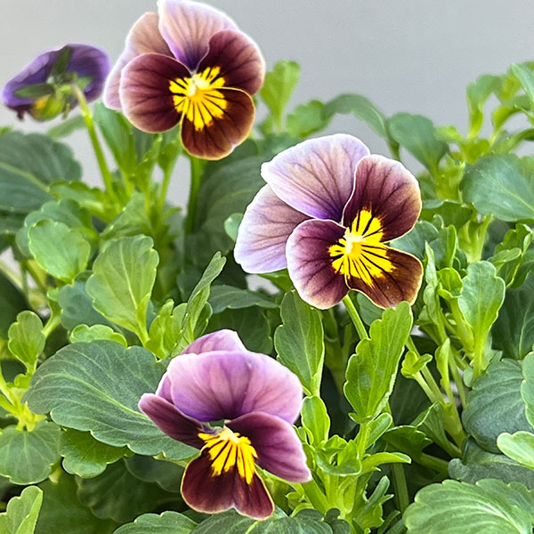 ビオラ:フロステッドチョコレート3号ポット