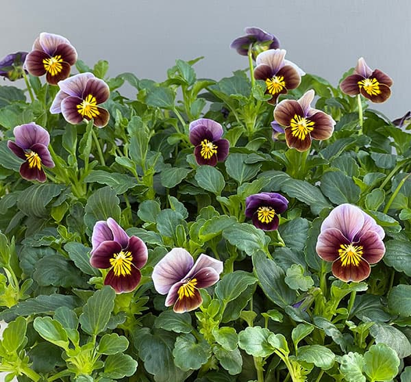 ビオラ:フロステッドチョコレート3号ポット