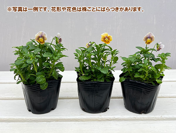 ビオラ：フロステッドチョコレート3号ポット（はるはなファームさん自家採取株） 2株セット