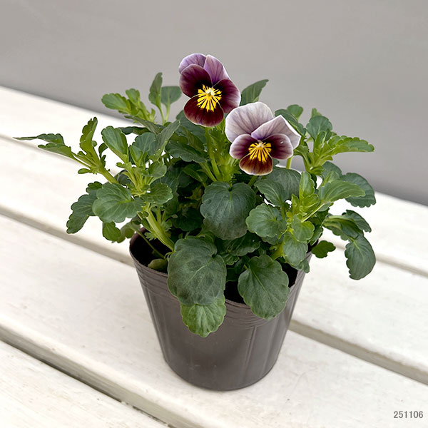 ビオラ:フロステッドチョコレート3号ポット