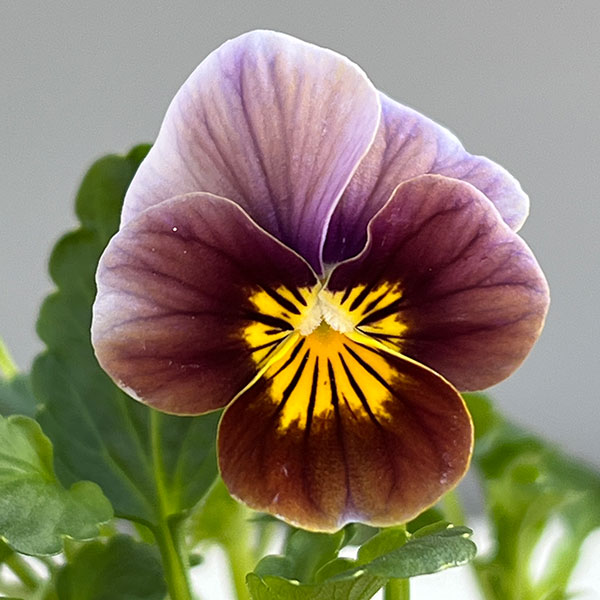 ビオラ:フロステッドチョコレート3号ポット