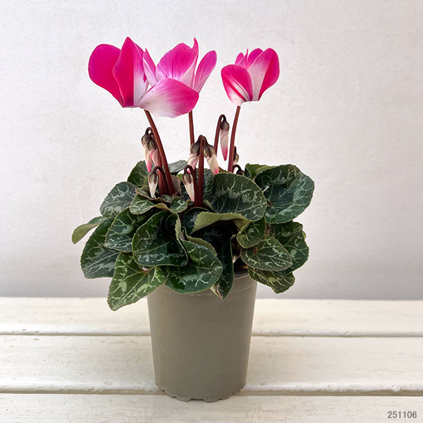 シクラメン：フュージョン　ピンク3号ロングポット