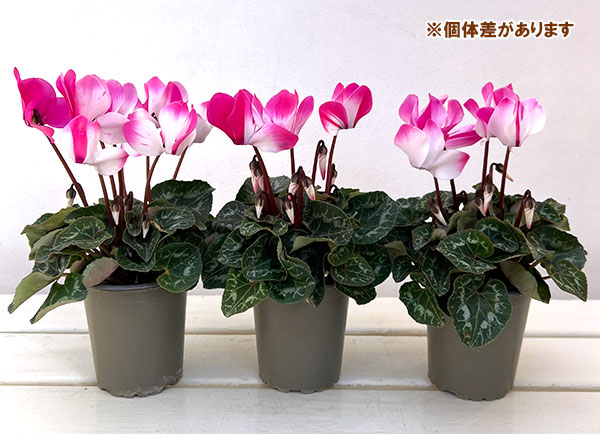 シクラメン：フュージョン　ピンク3号ロングポット