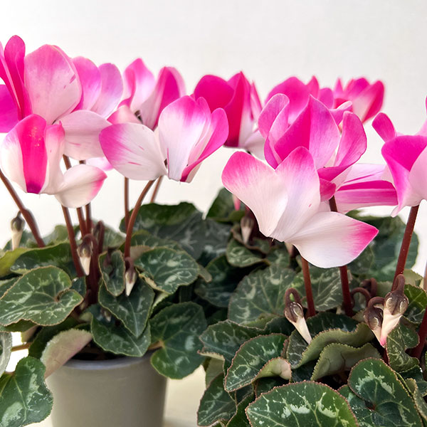 シクラメン：フュージョン　ピンク3号ロングポット