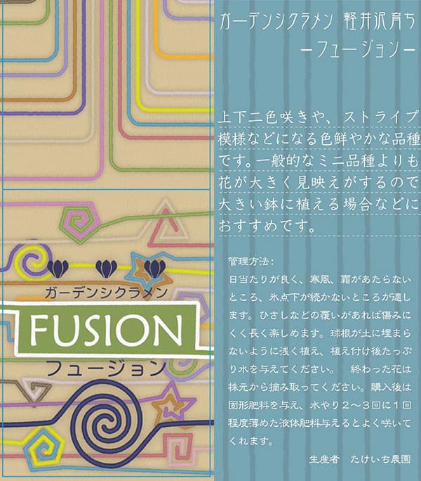 シクラメン：フュージョン　ピンク3号ロングポット