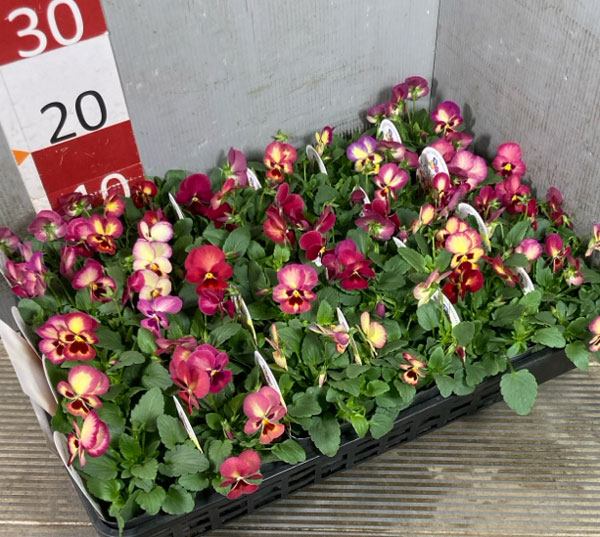 パンジー：よく咲くスミレ　アップルソーダ3～3.5号ポット