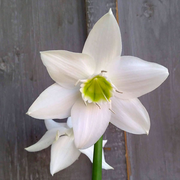 アマゾンリリー（ユーチャリス・グランディフローラ）5号ポット