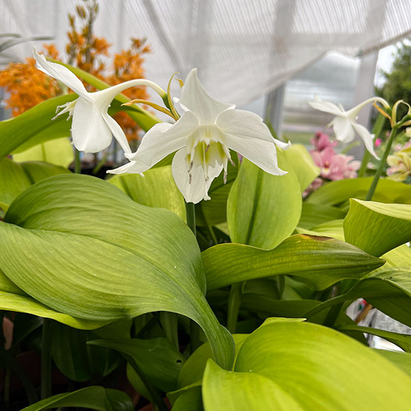 アマゾンリリー（ユーチャリス・グランディフローラ）5号ポット