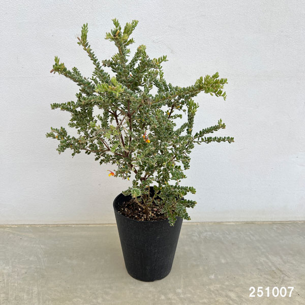 グレビレア:アルピナ5号鉢植え