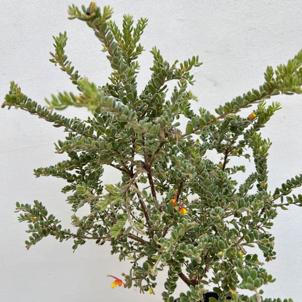 グレビレア:アルピナ5号鉢植え