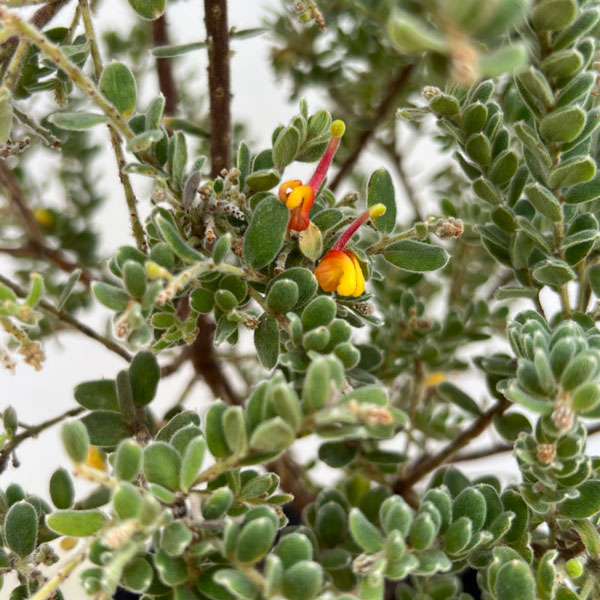 グレビレア:アルピナ5号鉢植え