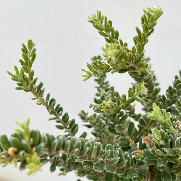 グレビレア:アルピナ5号鉢植え