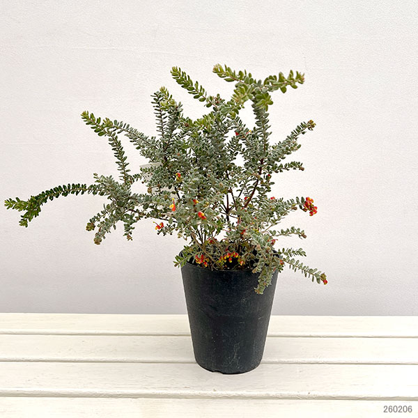 グレビレア：アルピナ5号鉢植え