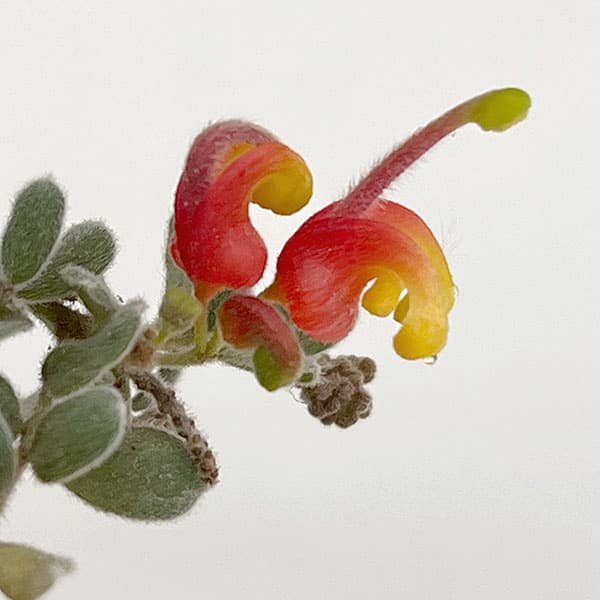 グレビレア：アルピナ5号鉢植え