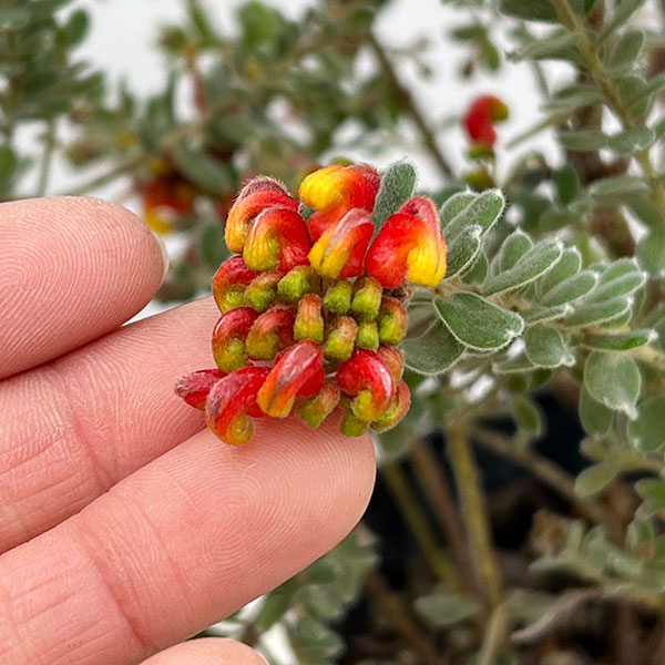 グレビレア：アルピナ5号鉢植え