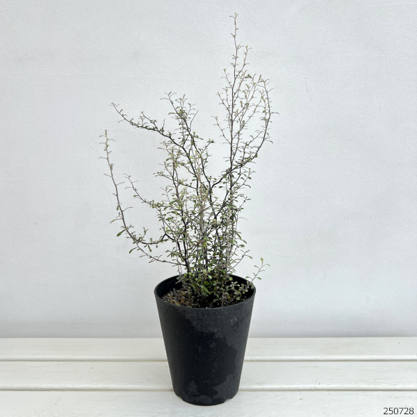 コロキア:ワイヤースター5号鉢植え