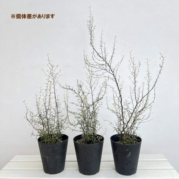 コロキア:ワイヤースター5号鉢植え