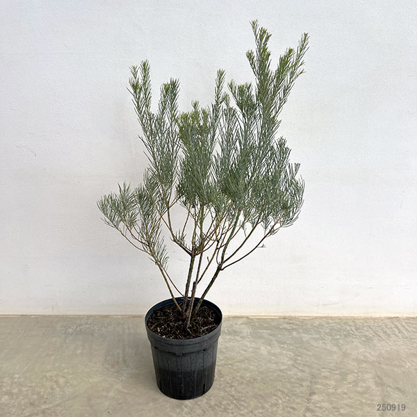 ユーカリ:フォーマニー(ハーディマリー)6号鉢植え