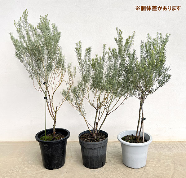 ユーカリ:フォーマニー(ハーディマリー)6号鉢植え